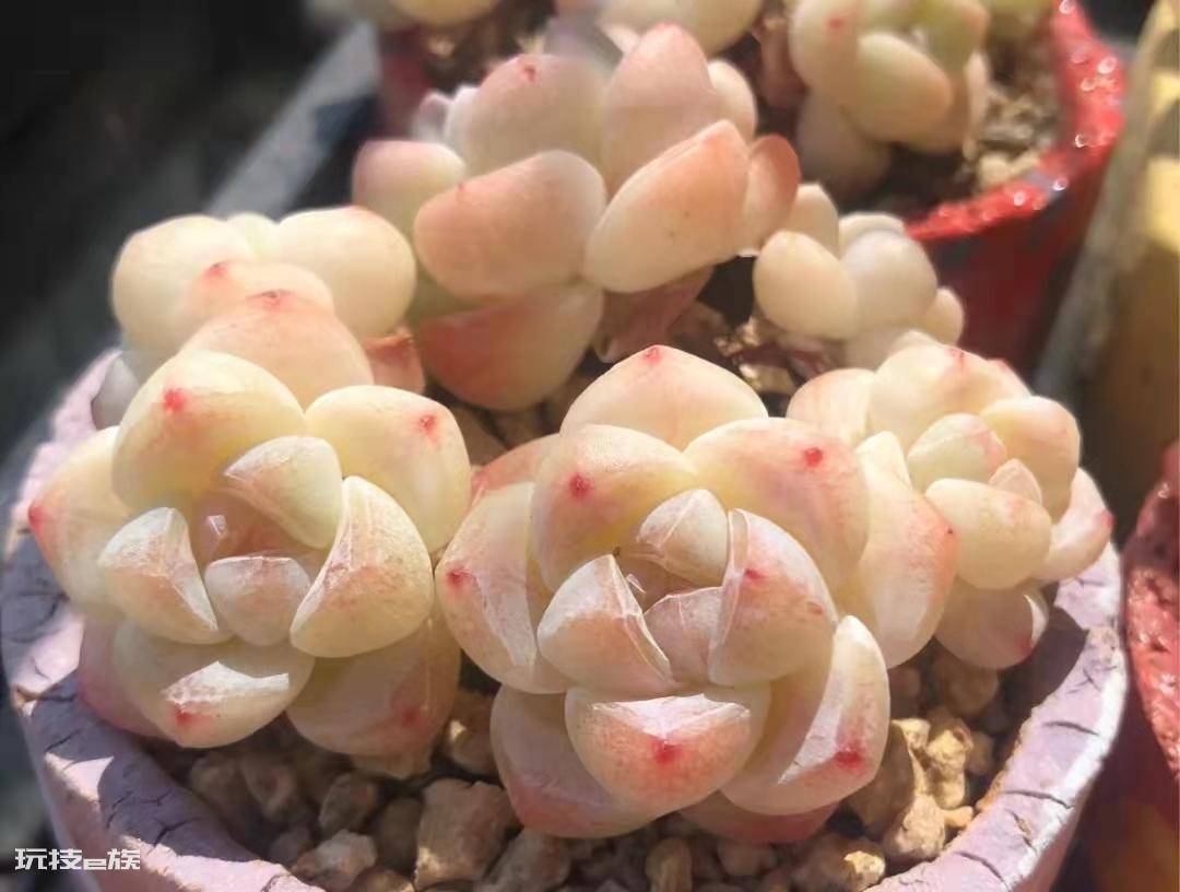 比较高档的多肉品种名称(10种高颜值多肉值得入手)-图片9
